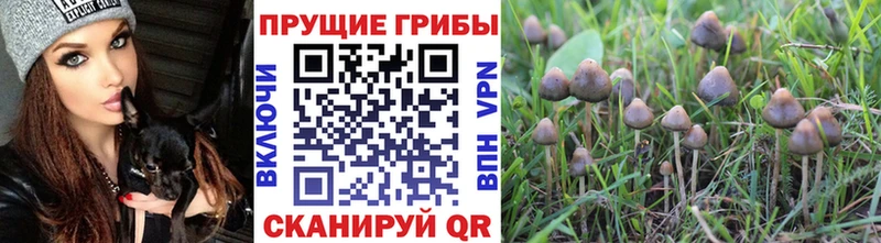 Галлюциногенные грибы Psilocybe  Североуральск 